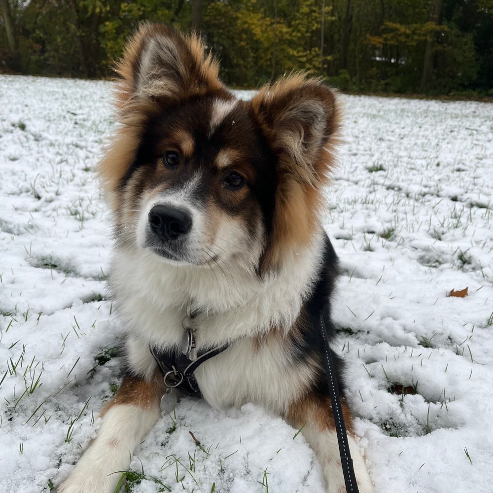 Hundetreffen-Junghundetreffen-Profilbild