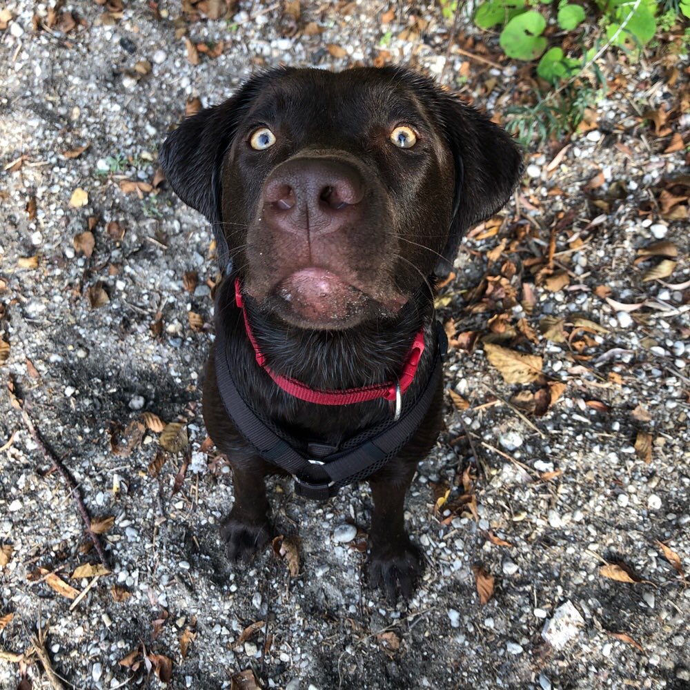 Hundetreffen-Spiel &Gassifreunde gesucht-Profilbild