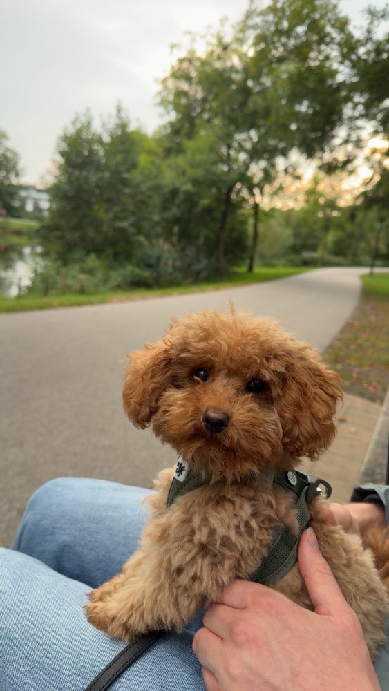 Hundetreffen-Mini-Hunde Treffen/Spielen/Austausch/Gassi-Profilbild