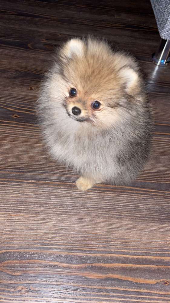 Hundetreffen-Welpentreffen-Profilbild