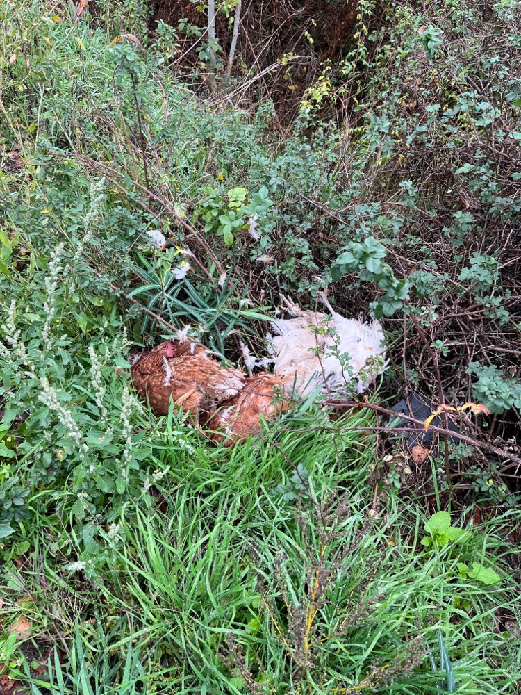 Giftköder-Tote Hühner im Gebüsch am Parkplatz-Profilbild