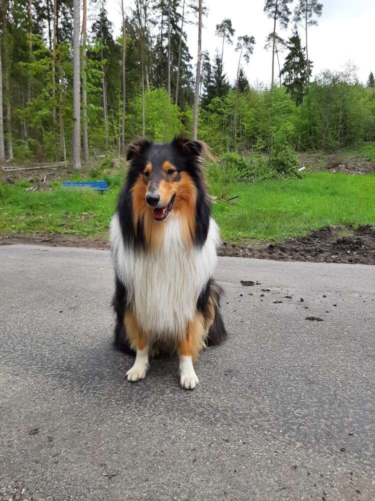 Hundetreffen-Gassirunde-Profilbild