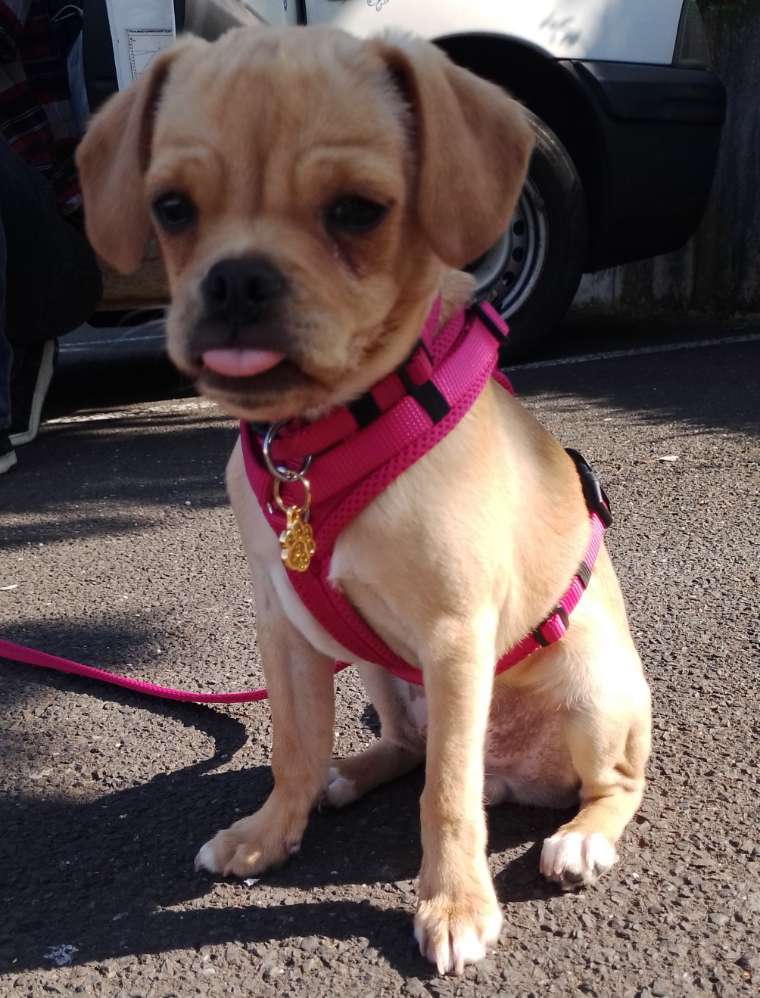 Hundetreffen-Welpen zum Spielen und Gassi gehen-Profilbild