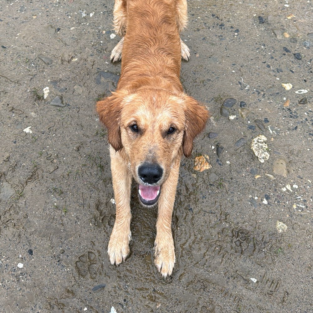Hundetreffen-Zeit zum Spielen und trainieren-Profilbild