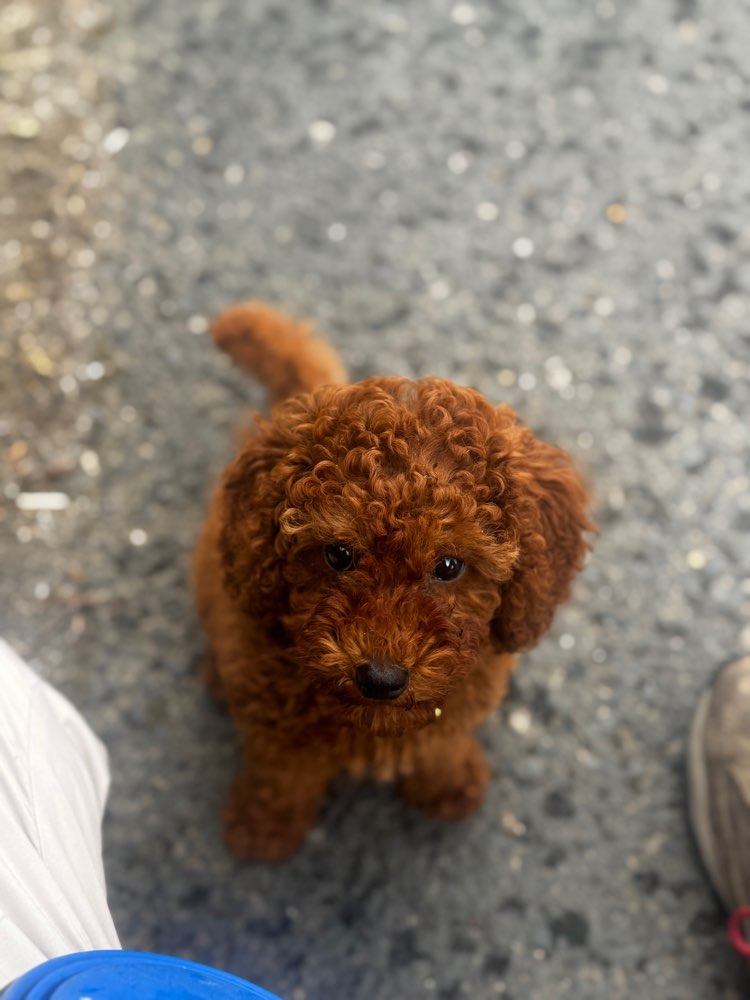 Hundetreffen-Welpentreffen-Profilbild