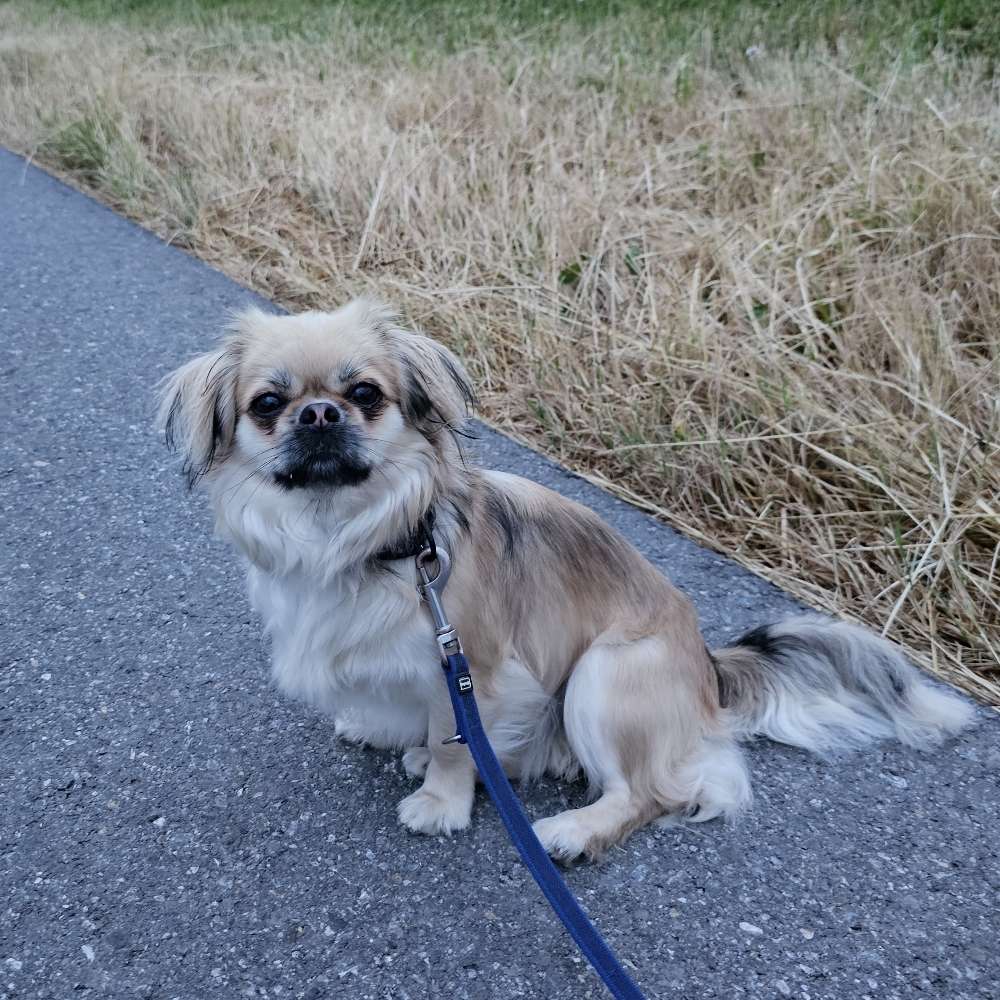 Hundetreffen-Spiel & Gassirunde-Profilbild