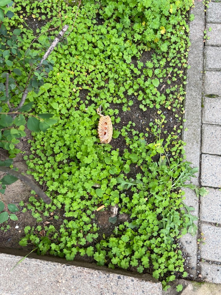 Giftköder-Giftköder Kauknochen mit Wurst-Profilbild