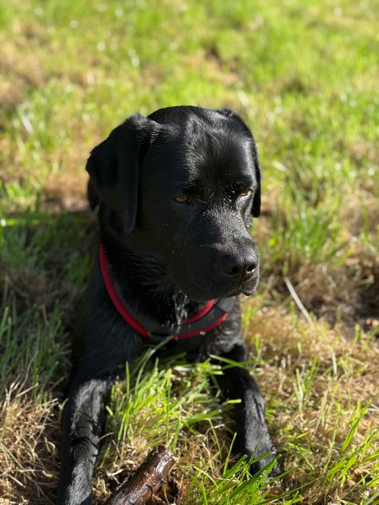 Hundetreffen-Trainingspartner für Hundebegegnung gesucht-Profilbild