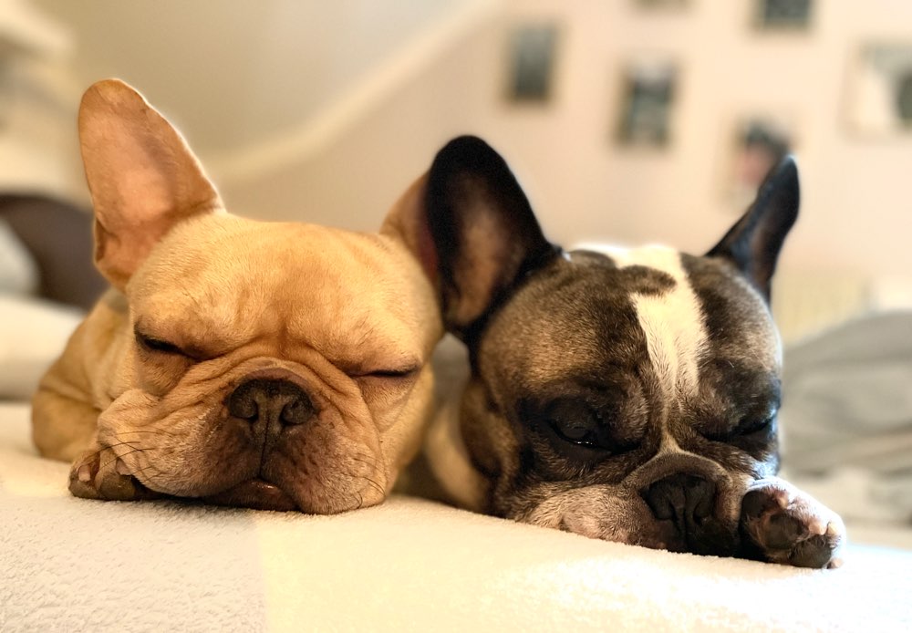 Hundetreffen-Bulli Treff Erlensee und Umgebung-Profilbild