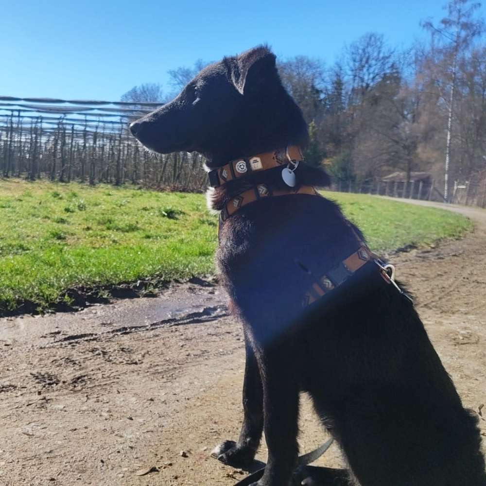 Hundetreffen-Spielrunde/ Gassitreffen-Profilbild