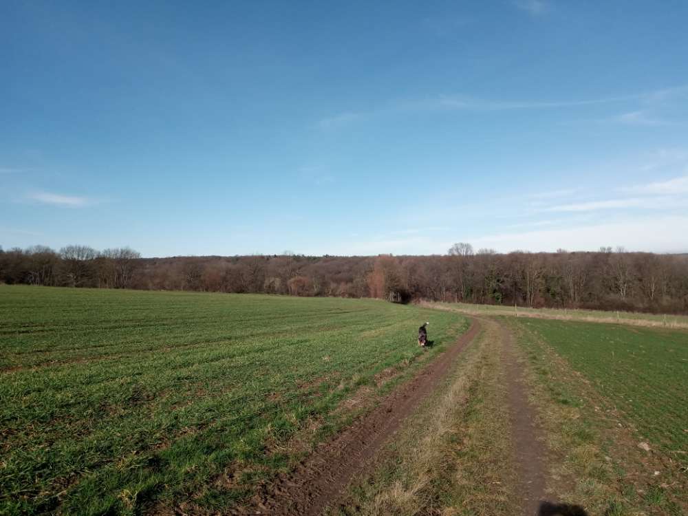 Hundetreffen-Gemeinsam Spazieren, Toben-Profilbild