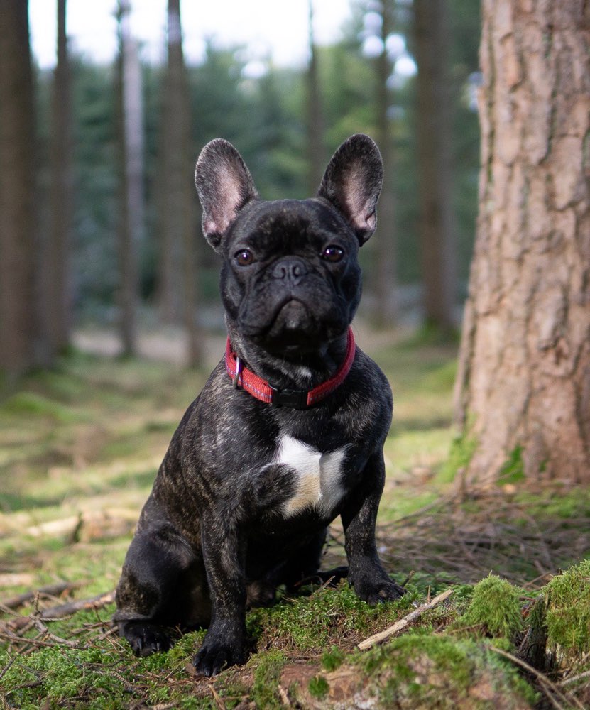 Hundetreffen-Freunde finden-Profilbild