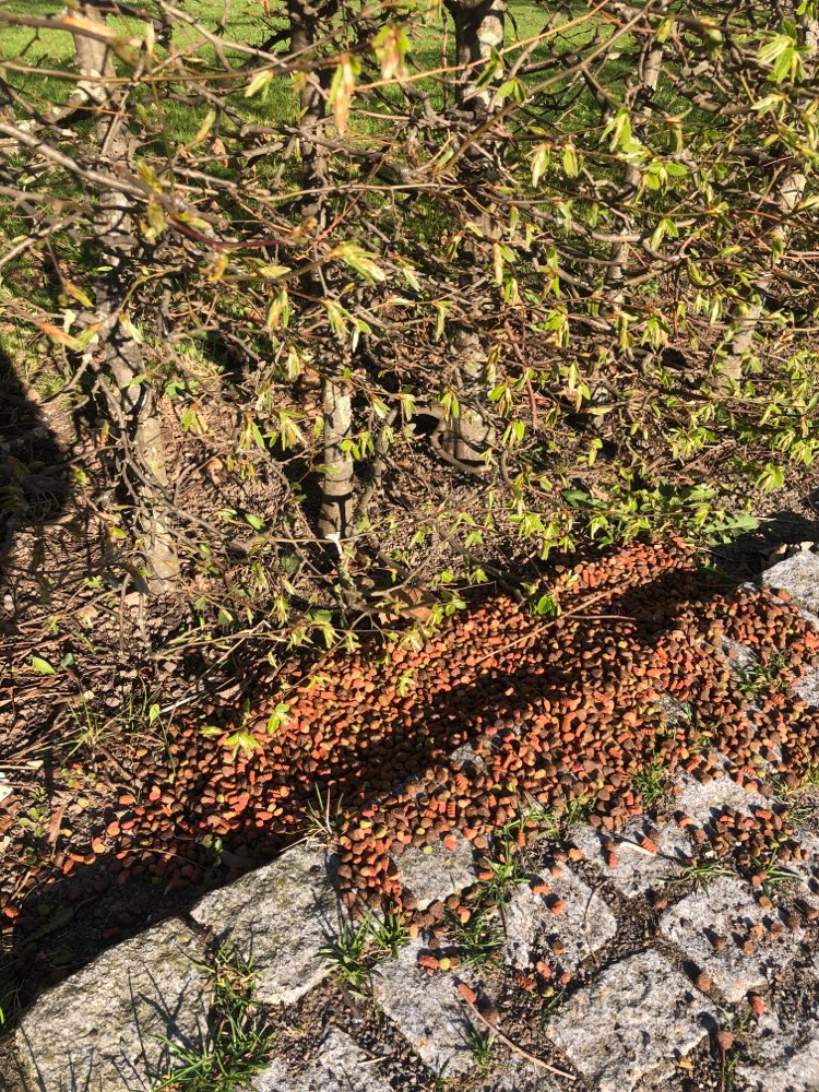 Giftköder-Giftködergefahr-Trockenfutter Strassenrand-Profilbild