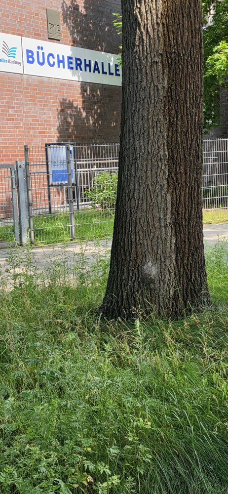 Giftköder-Eichenprozessionsspinner-Profilbild