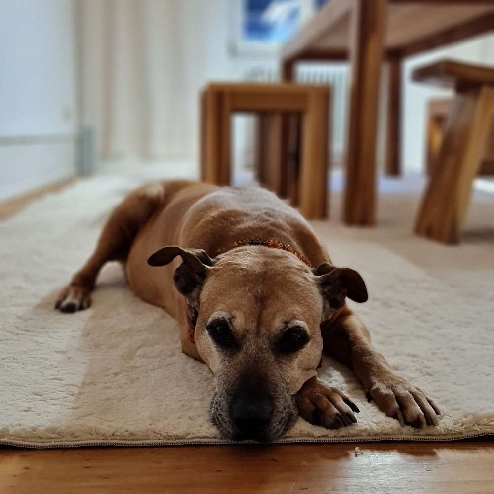 Hundetreffen-gemütliche Hunde- Oma-Profilbild