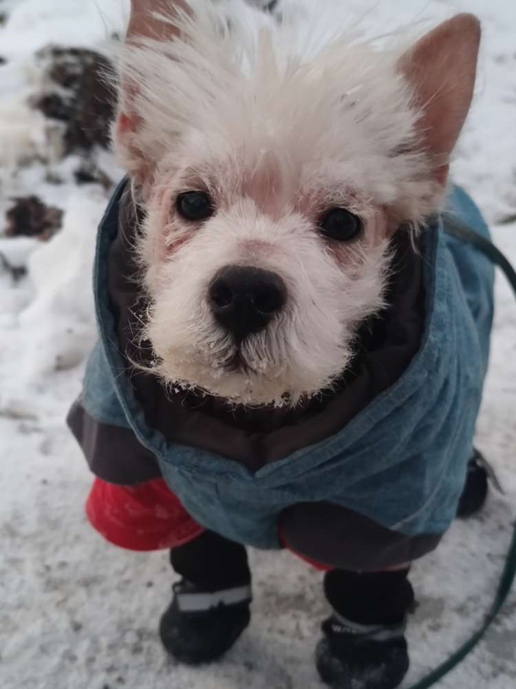 Hundetreffen-Freundschaften für Anton-Profilbild