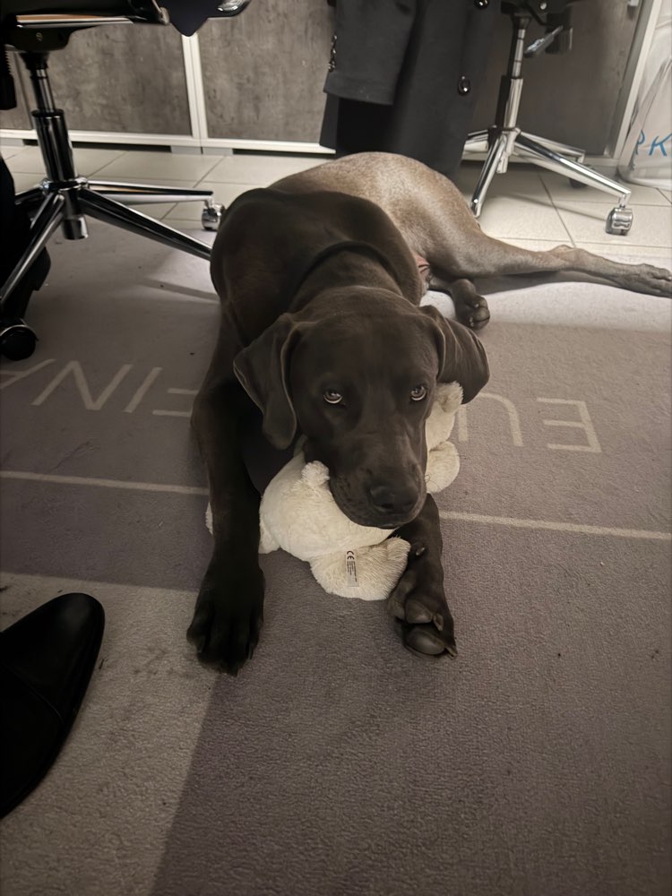 Hundetreffen-Wormser Field Dogs-Profilbild