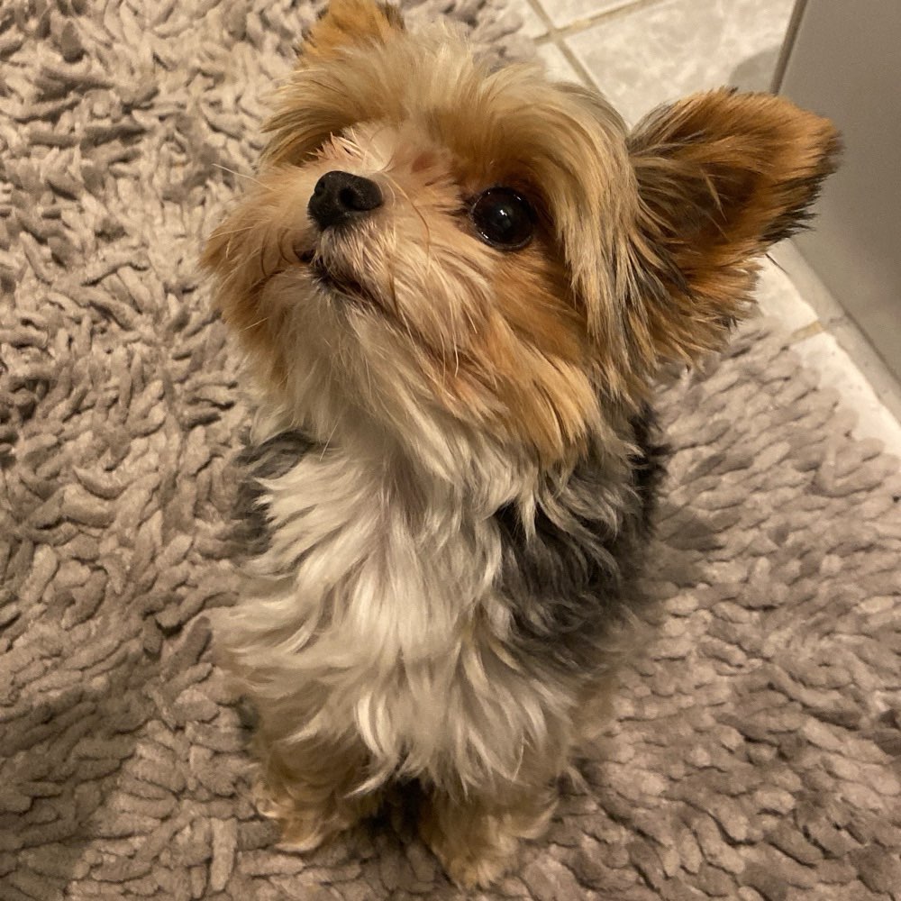 Hundetreffen-Kleine Hundetreffen in Hohenlockstedt-Profilbild