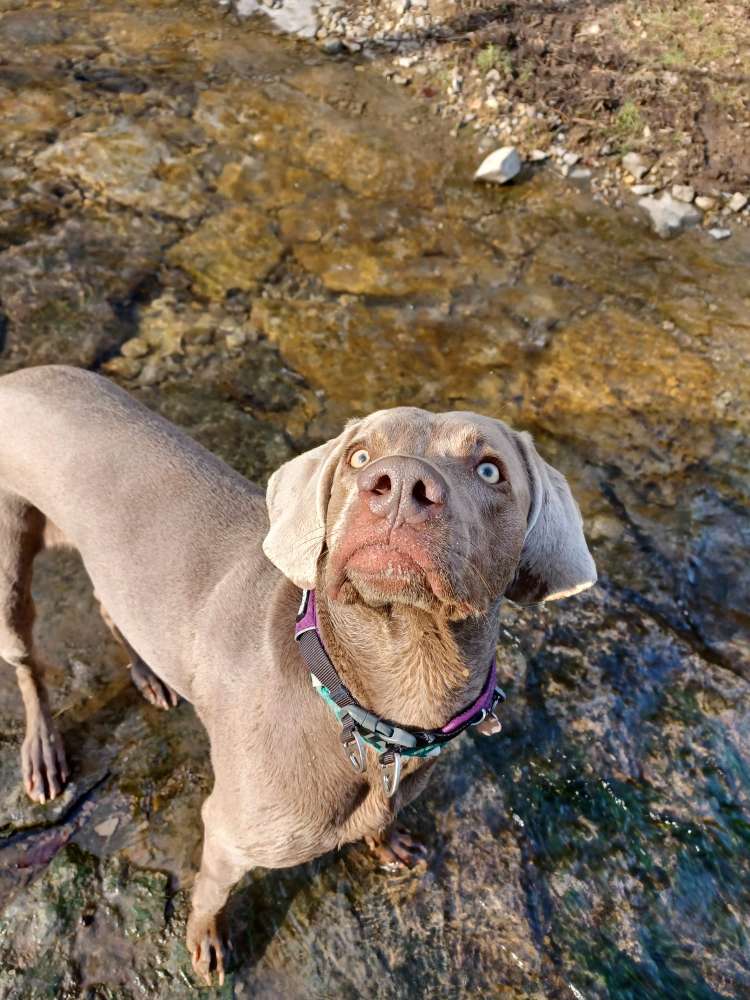 Hundetreffen-Maya sucht Spielfreunde-Profilbild