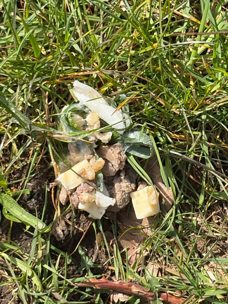 Giftköder-Möglicher Giftköder-Profilbild