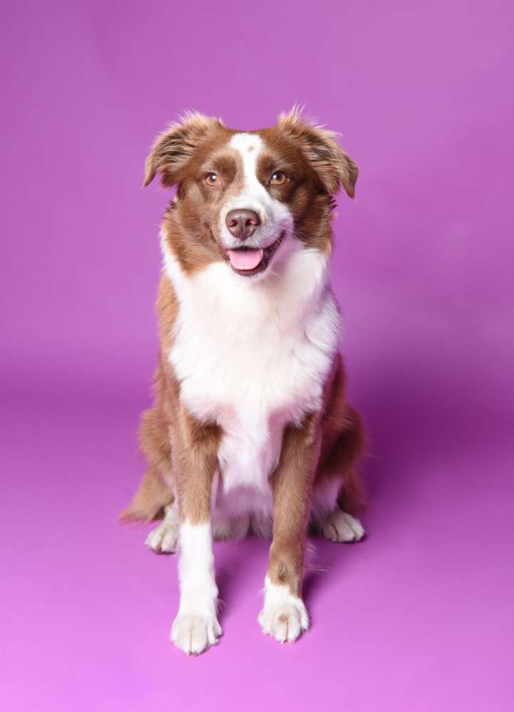Hundetreffen-Hundefreunde gesucht-Profilbild