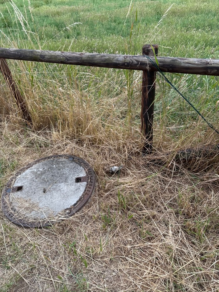 Giftköder-Toter Vogel-Profilbild