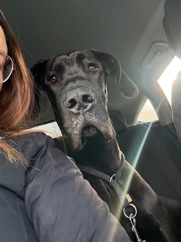 Hundetreffen-Spieltreffen gesucht ( deutsche Dogge)-Profilbild