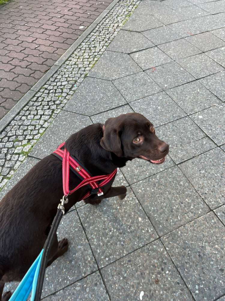 Hundetreffen-Friend for social walks-Profilbild