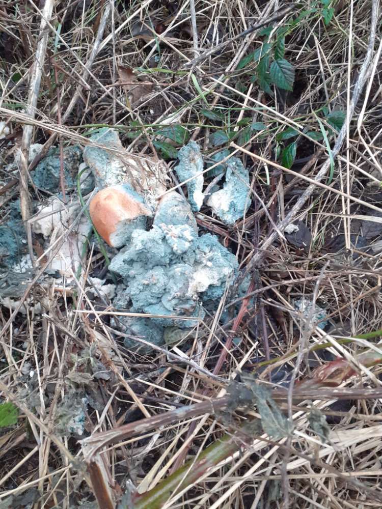 Giftköder-Blauschimmeliges Brot-Profilbild