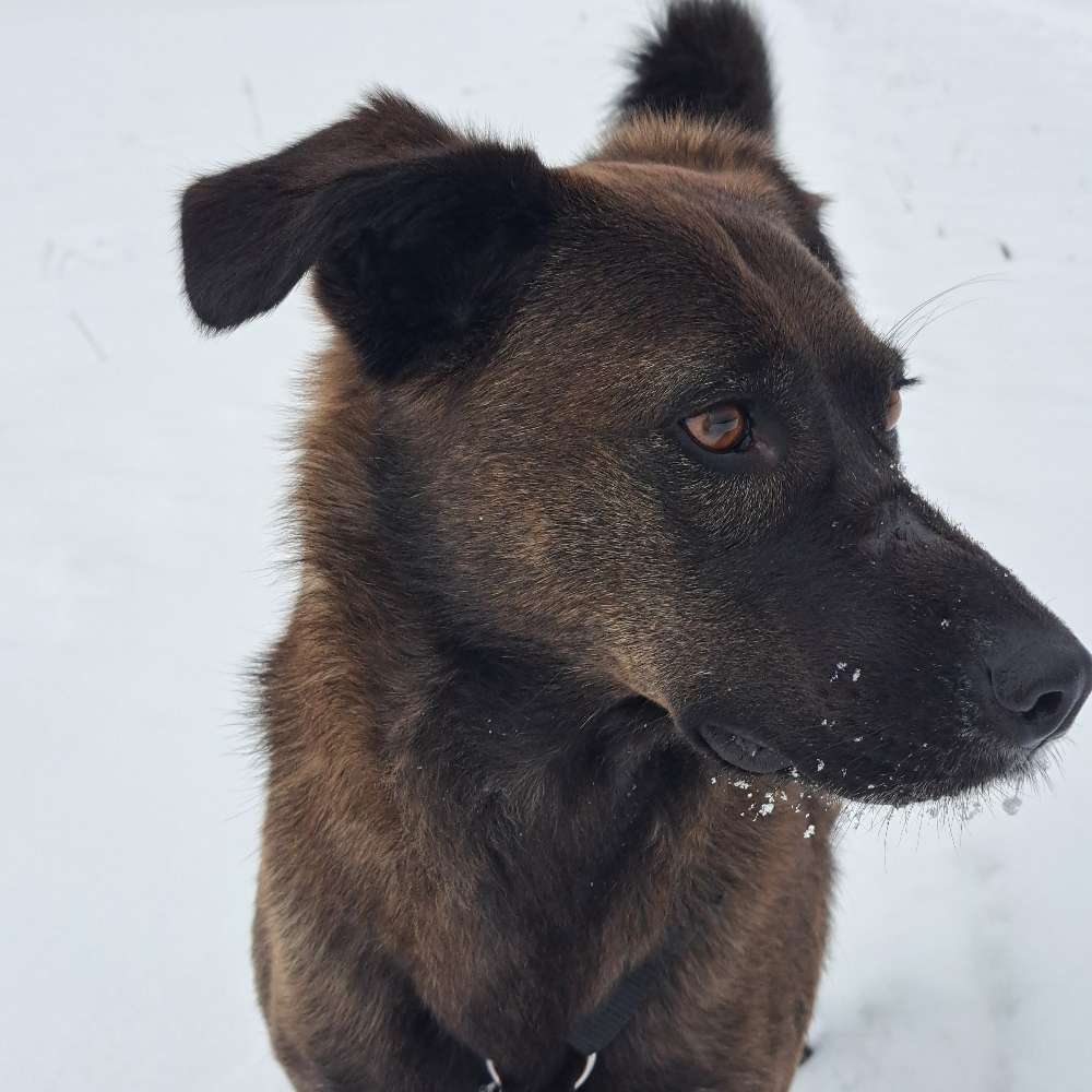 Hundetreffen-Gassi Treffen-Profilbild