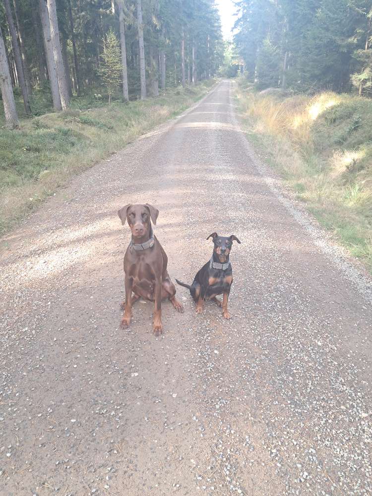 Hundetreffen-Gassi Runde-Profilbild