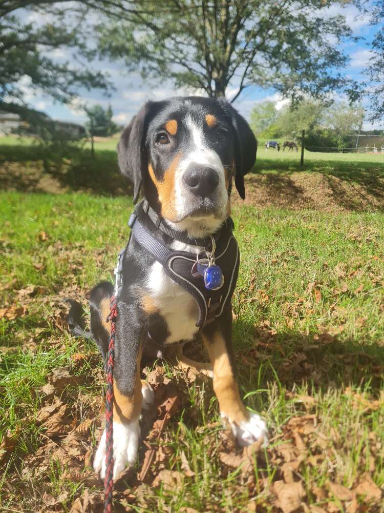 Hundetreffen-Spieletreff für größere Welpen :)-Profilbild