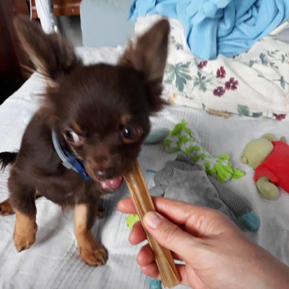 Hundetreffen-Spielkameraden gesucht-Profilbild