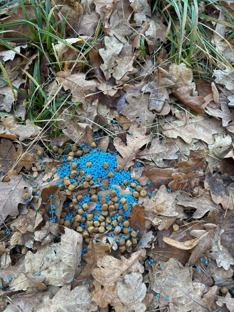 Giftköder-Giftköder-Profilbild