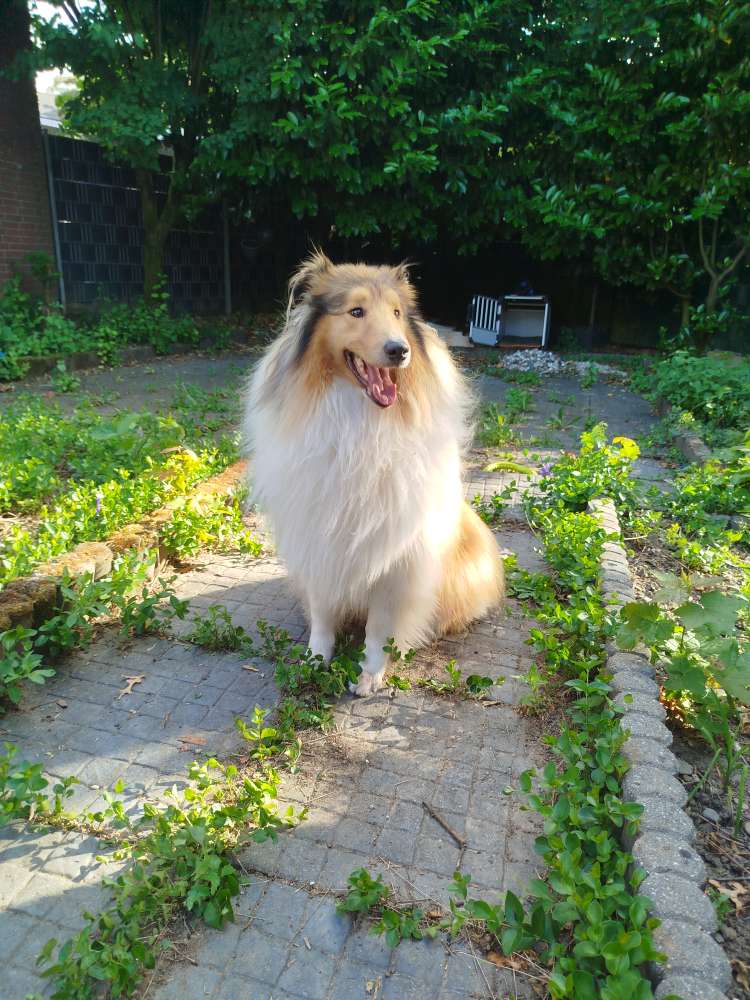 Hundetreffen-Suchesouveräne Hundekontakte für meinen intakten Rüden-Profilbild