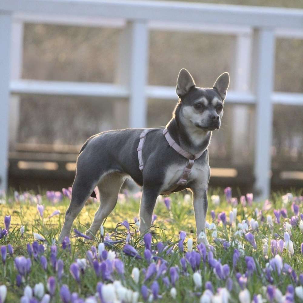 Hundetreffen-Gassi / Spielen-Profilbild