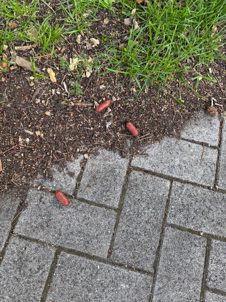 Giftköder-Potentielle Giftköder St. Jürgen Bahnhof-Profilbild