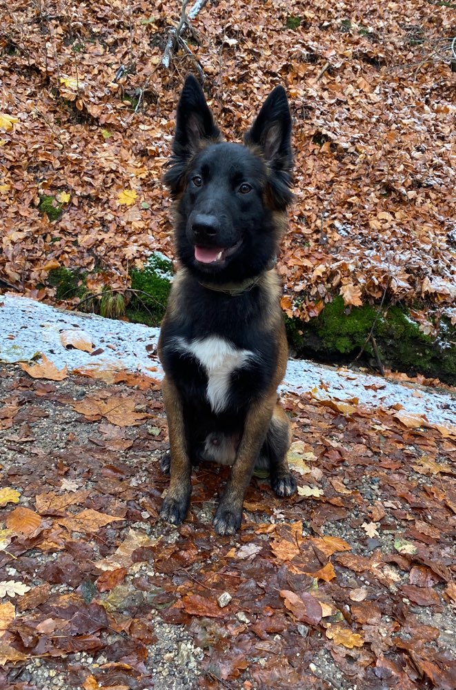 Hundetreffen-Treffen zum Trainieren-Profilbild