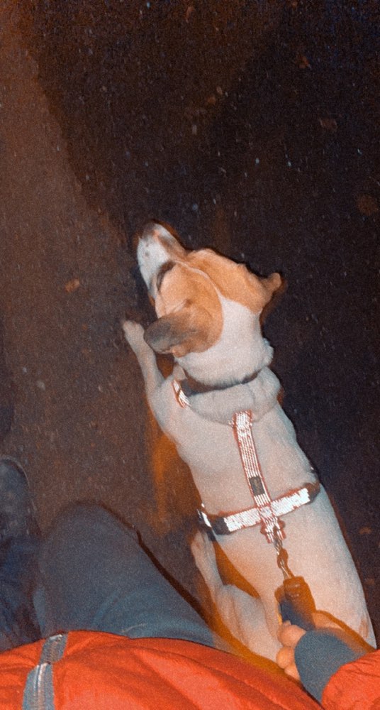 Hundetreffen-Treffen zum Trainieren-Profilbild