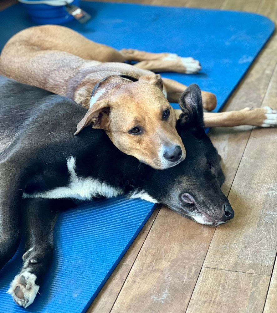 Hundetreffen-Gassi Sonntag-Profilbild
