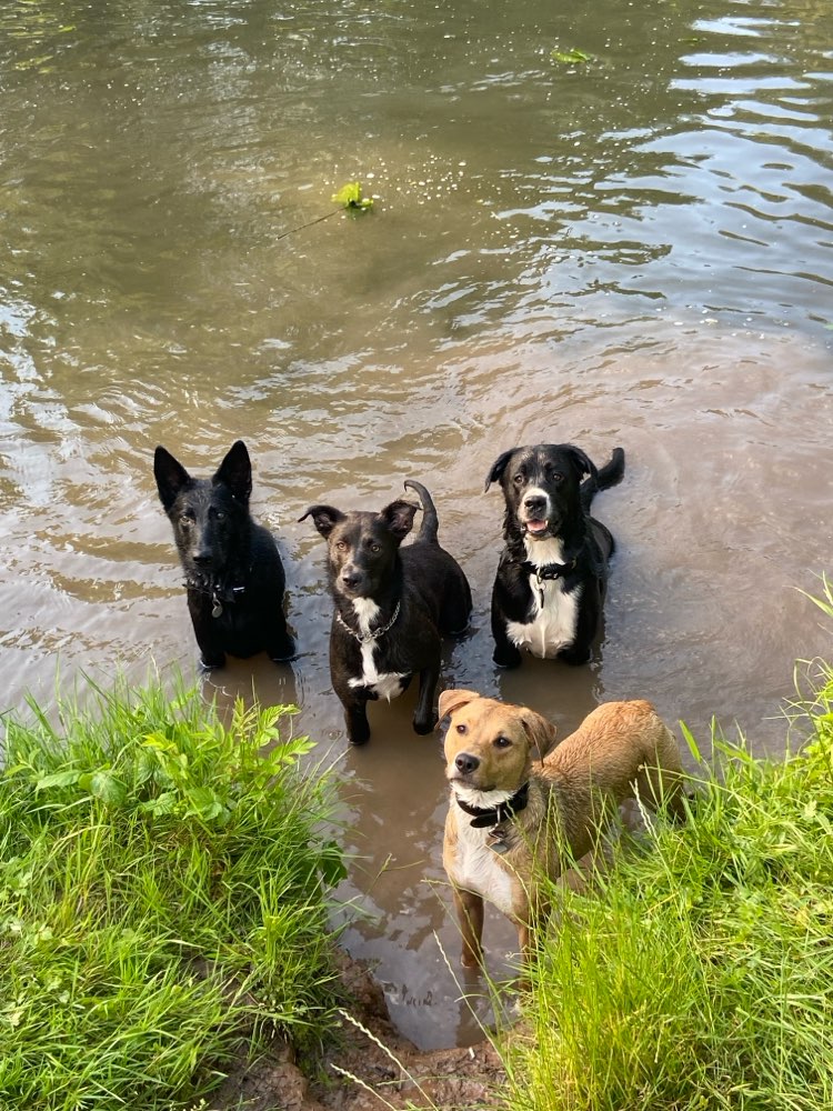 Hundetreffen-Gelnhausen, locker beisammen sein, chillen spass haben. Bitte Kein dummes hundewrestling.-Profilbild