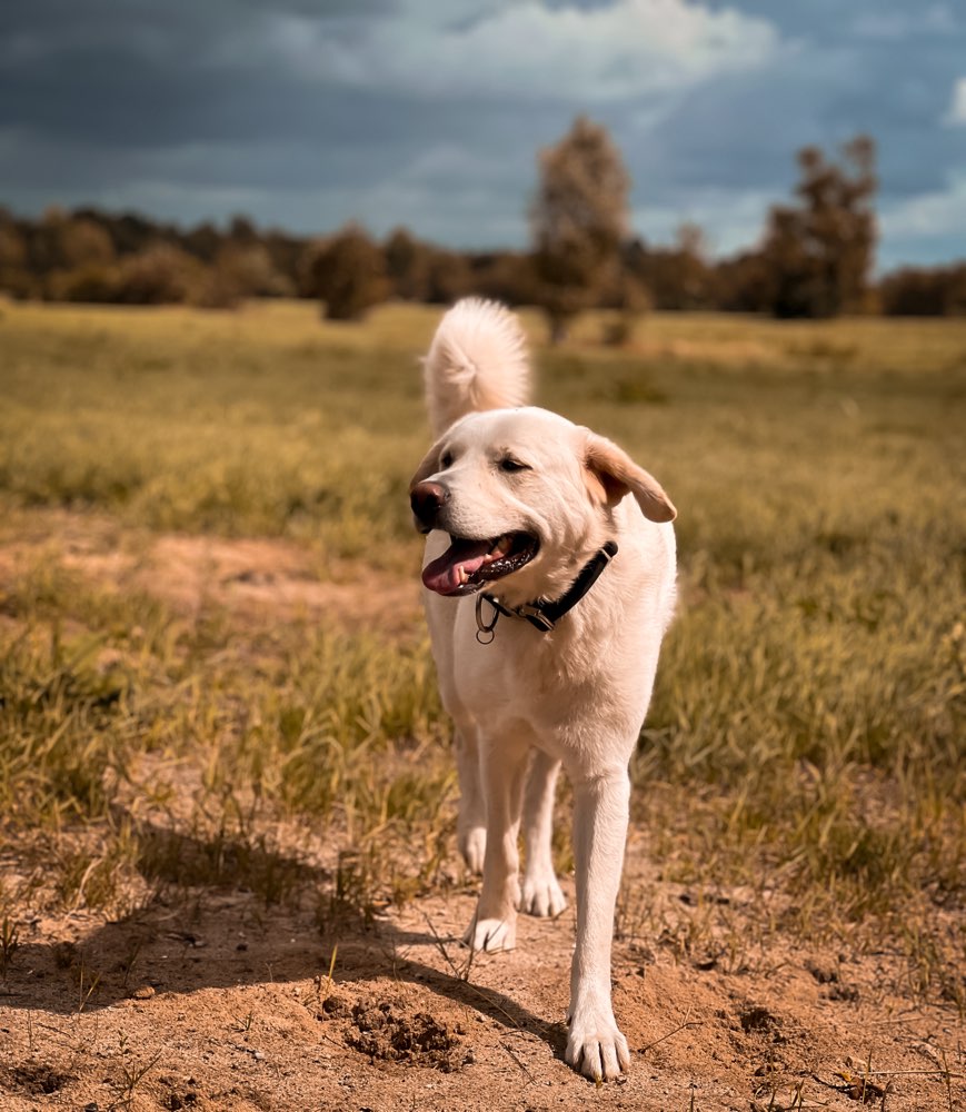 Hundetreffen-Fitus sucht Spiel- und/ oder Gassikameraden! 🐾-Profilbild