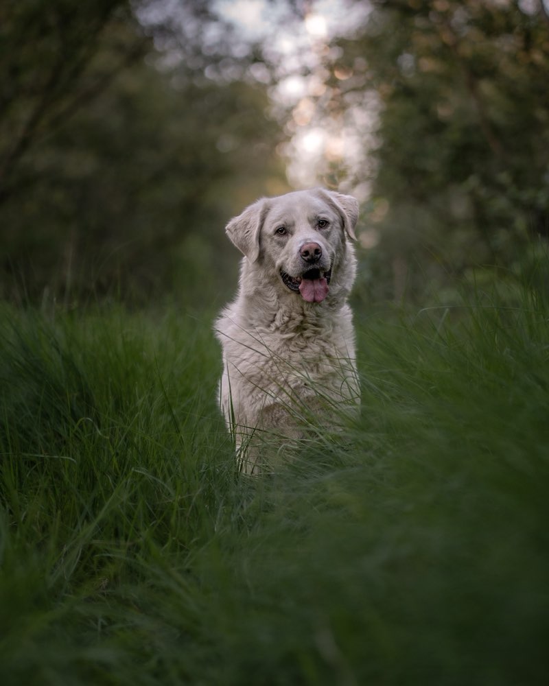 Hundetreffen-🐾 Fitus sucht Gassi- & Trainingspartner! 🐾-Profilbild