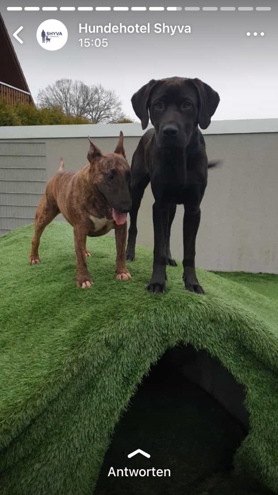 Hundetreffen-Spielbuddy-Profilbild