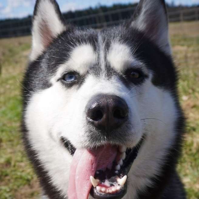 Hundetreffen-Toben und Raufen-Profilbild