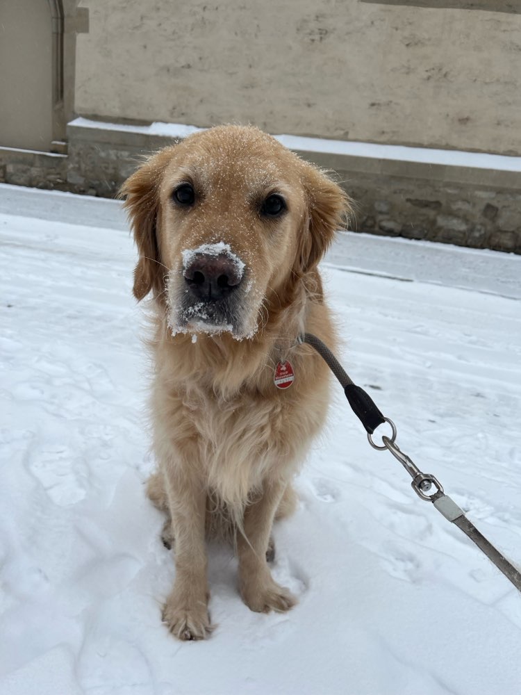 Hundetreffen-Gemeinsame Spaziergänge-Profilbild