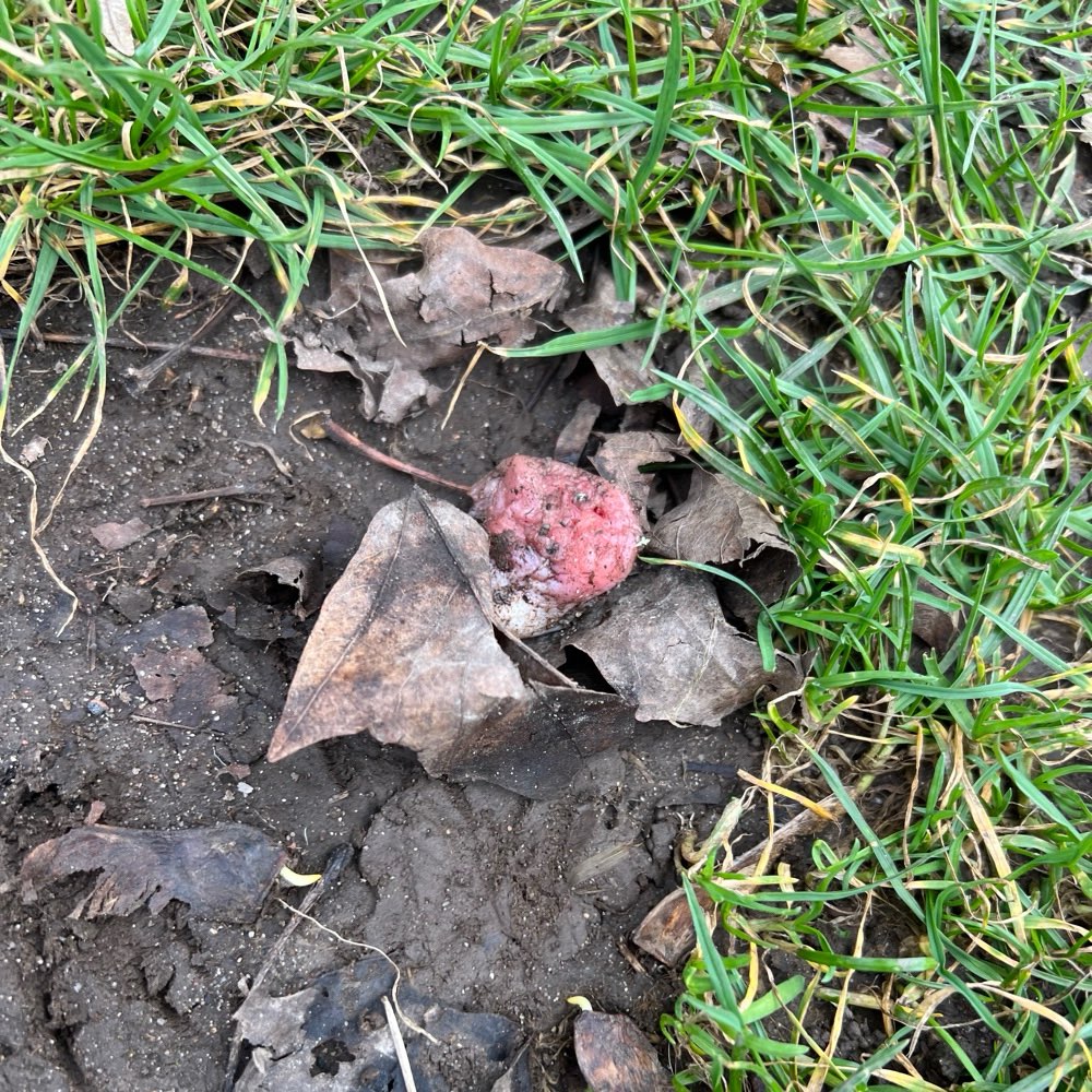 Giftköder-Möglicherweise Giftköder-Profilbild