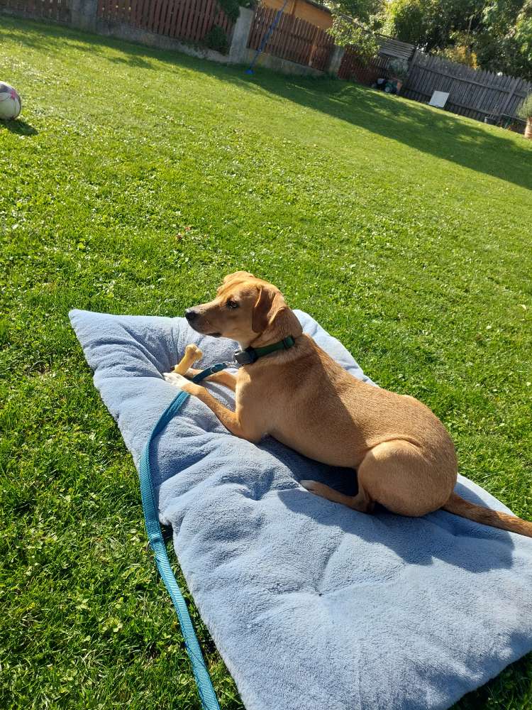 Hundetreffen-Nette 2 und 4 Beiner für Social Walk gesucht.-Profilbild