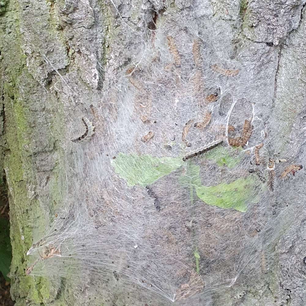 Giftköder-Eichprozessionspinner-Profilbild