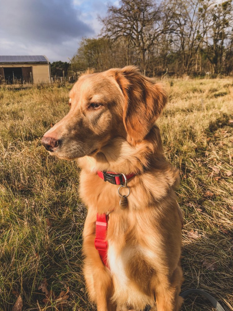 Hundetreffen-Social Walks mit Baily🐶-Profilbild